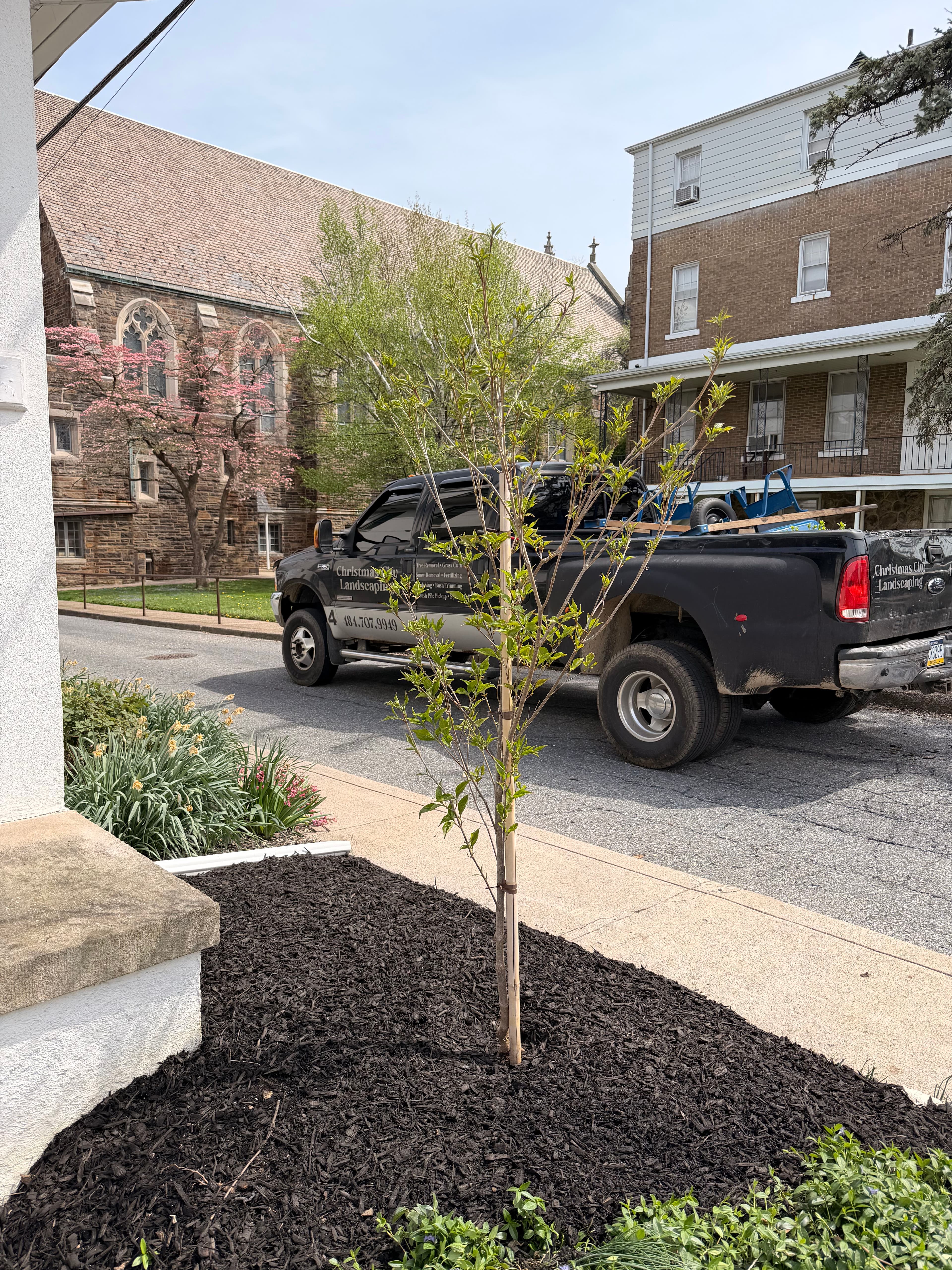 Project Dead Tree Out, Kousa Dogwood In for Bethlehem Homeowner image