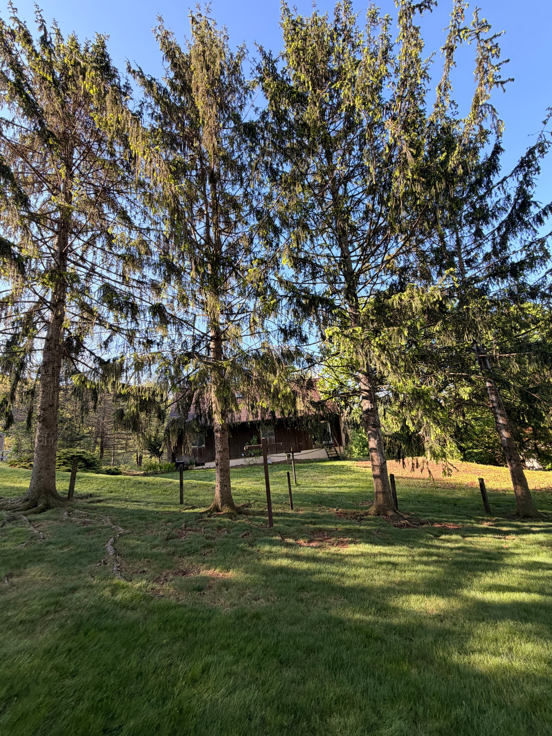 4 Declining Norway Spruce Trees Removed in the Lehigh Valley image