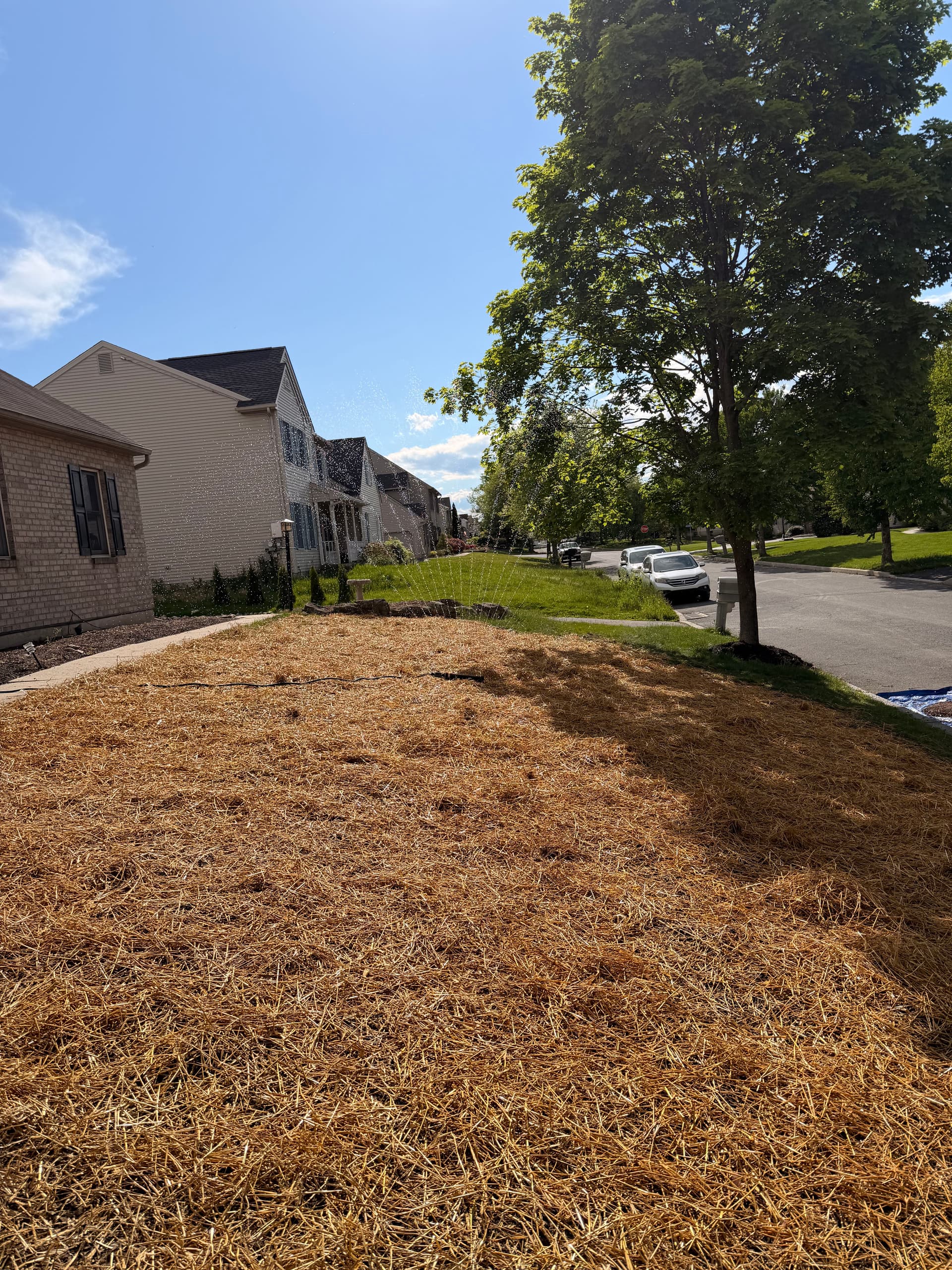 Gallery photos for Front Lawn Reconditioned and Seeded in Bethlehem PA: Image #4