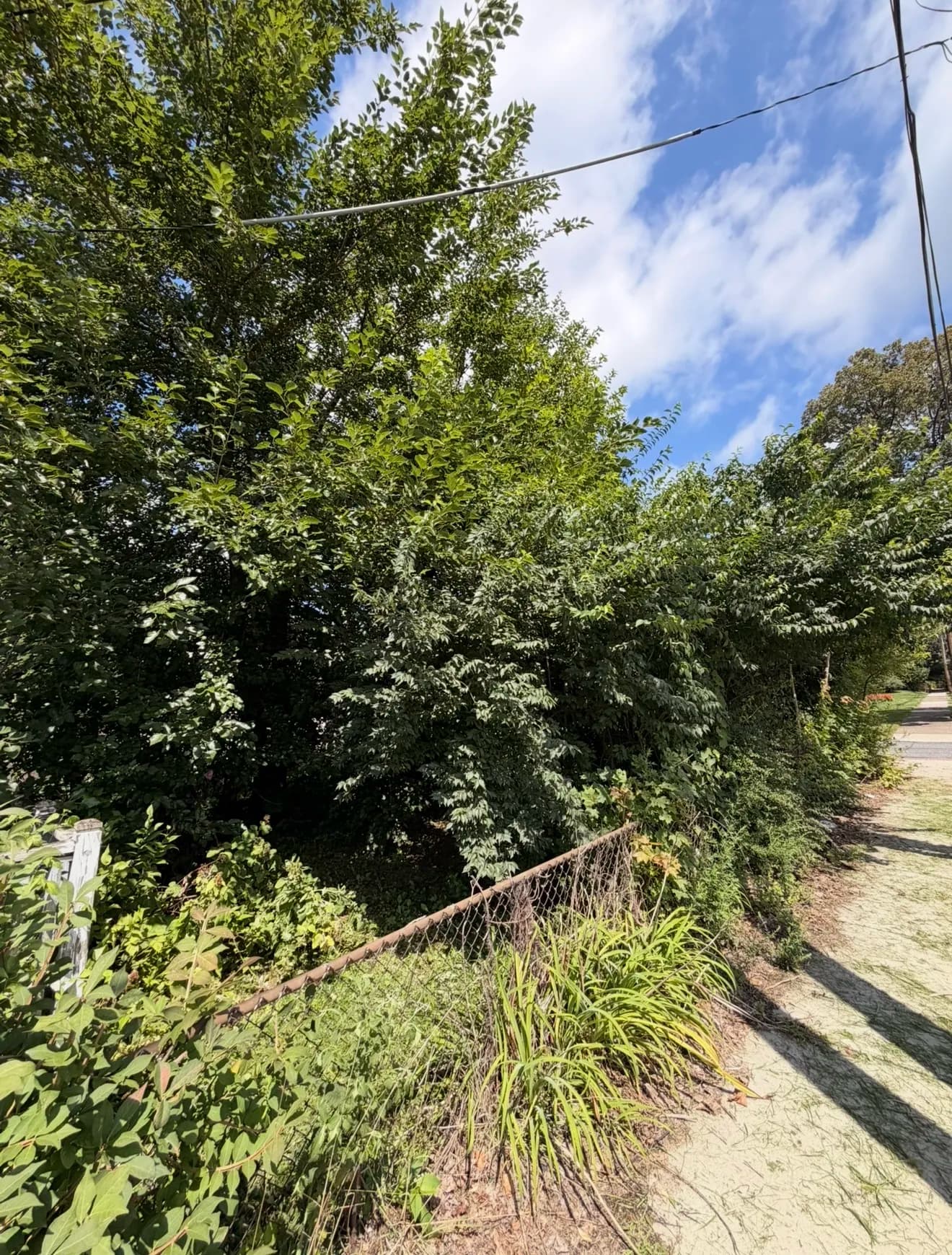 Downtown Bethlehem Property Cleared and Growing Strong image