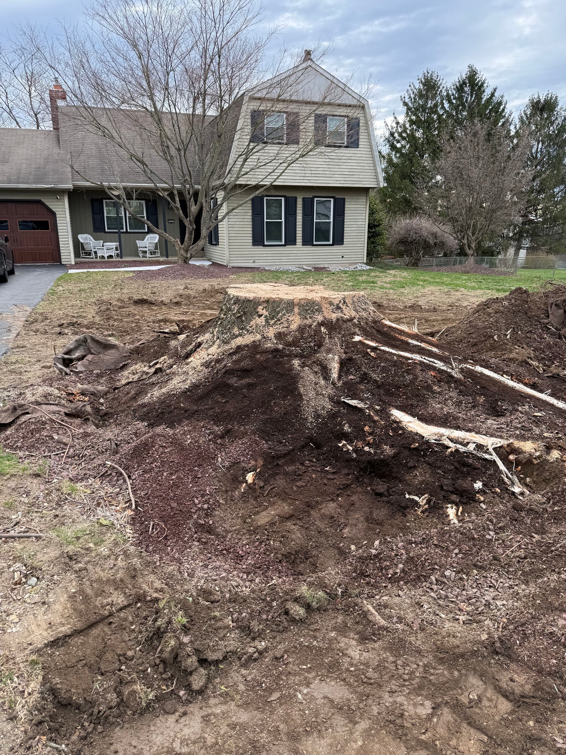 Big Tree Out, Clean Slate Ready for a New Sugar Maple image