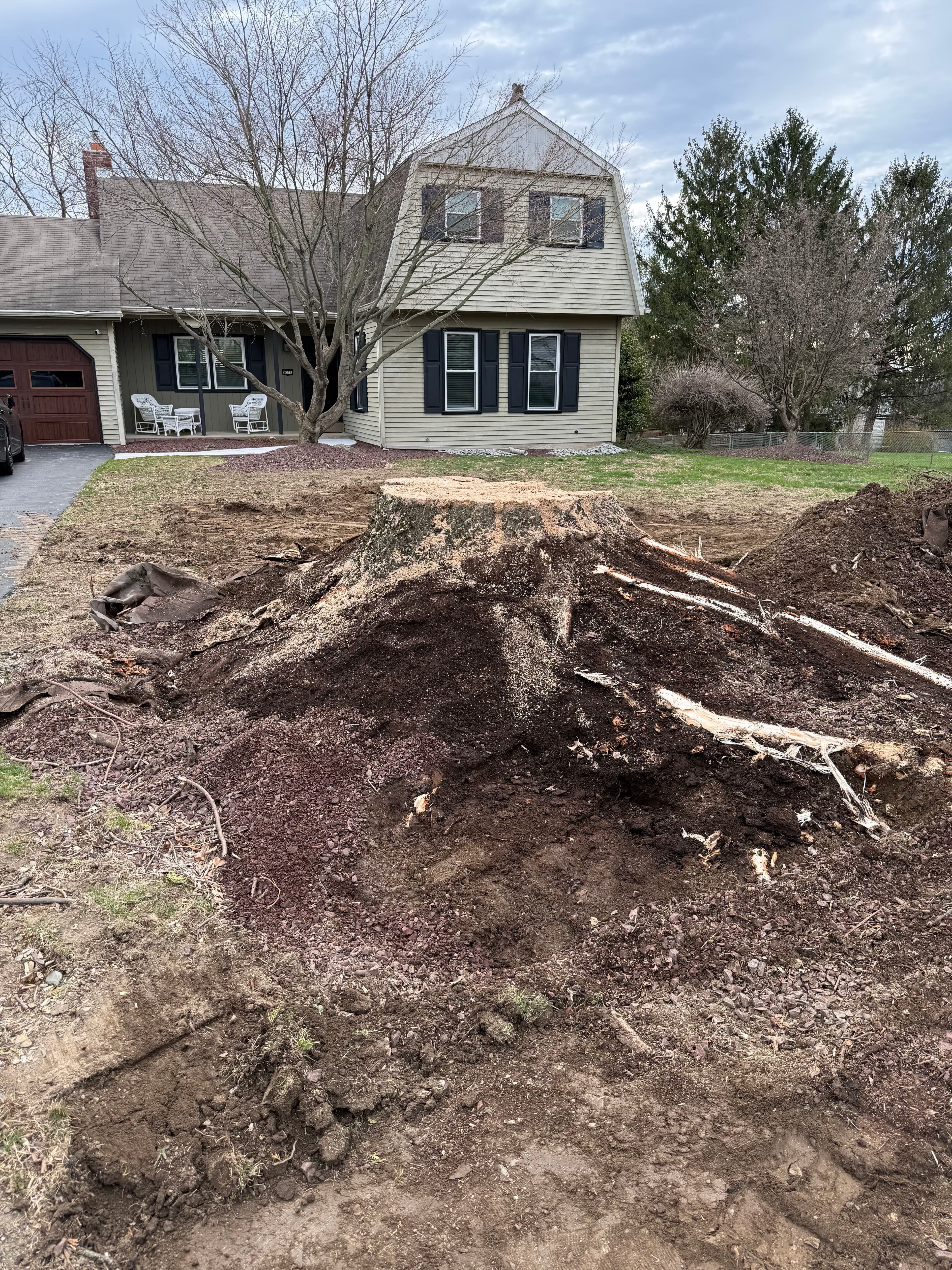 Project Big Tree Out, Clean Slate Ready for a New Sugar Maple image