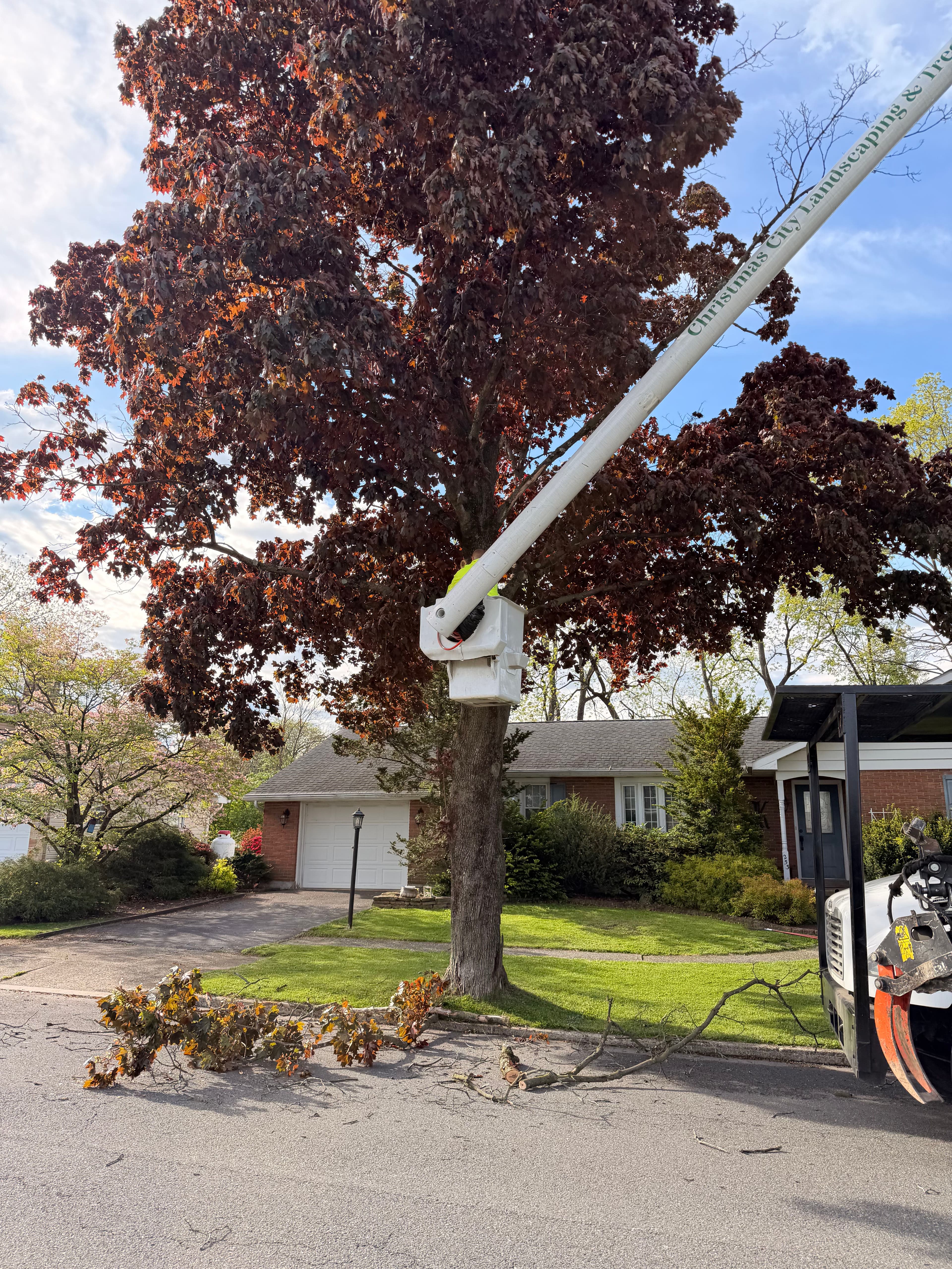 Project Tree Removal Done Right in Bethlehem Allentown and Easton image