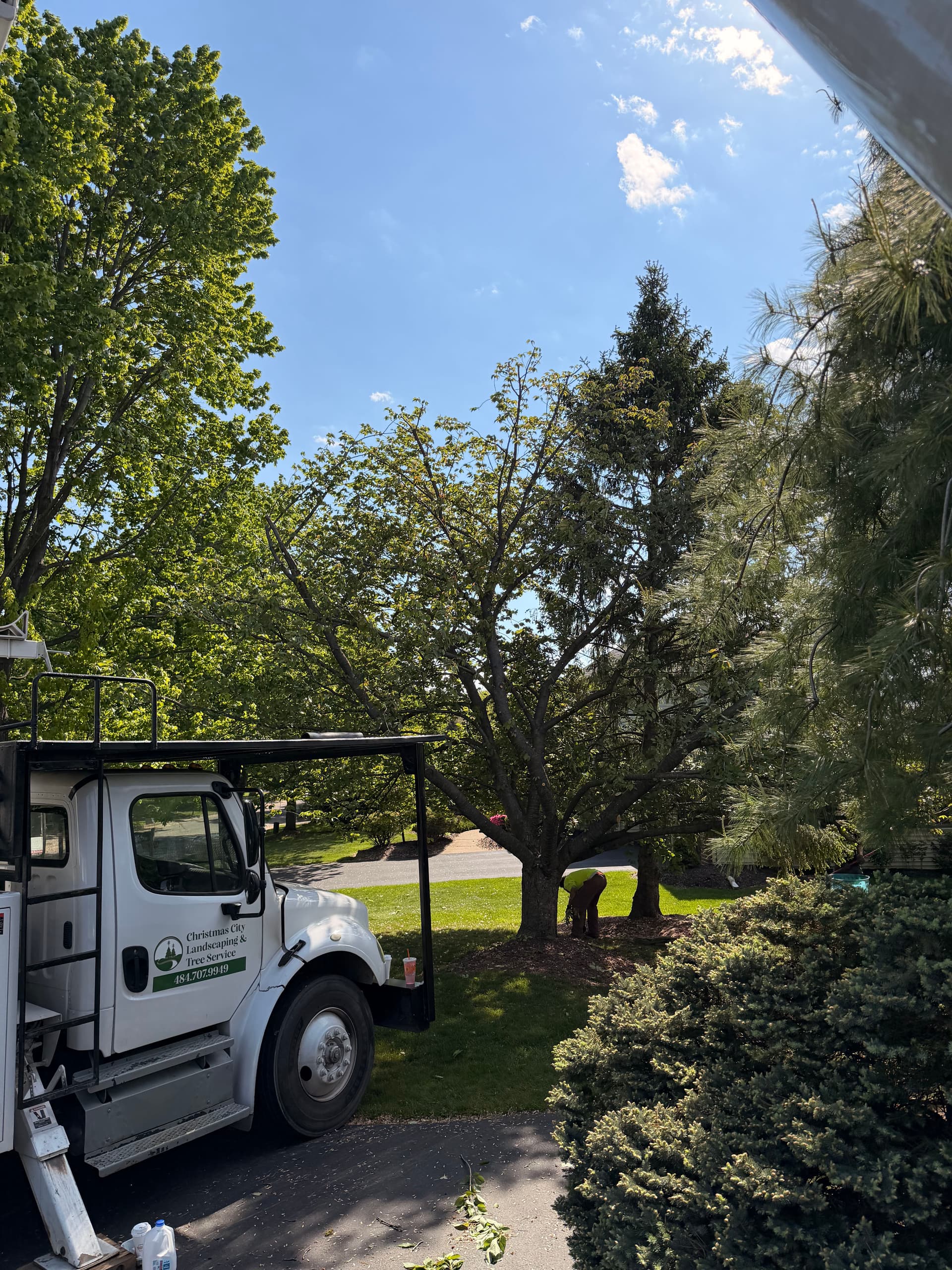 Gallery photos for Cherry Tree Crown Reduction Done Right in Bethlehem: Image #1