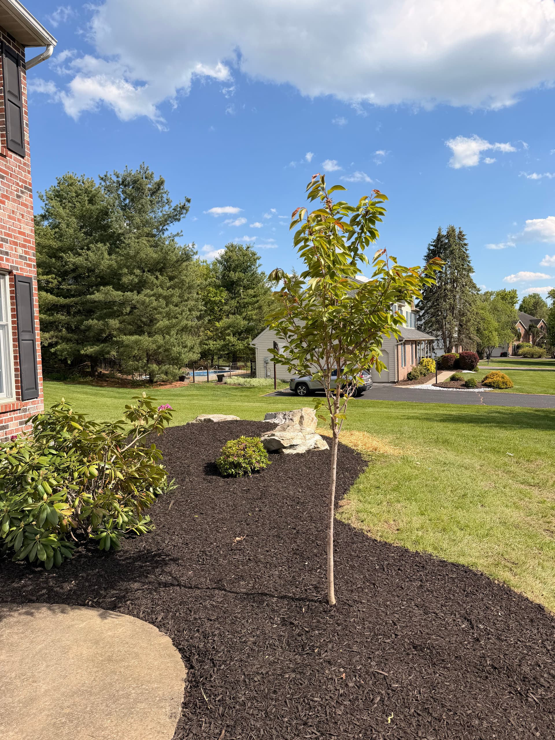 Landscape Refresh in Allentown - Stone Fix, New Tree, and Cleaner Beds image