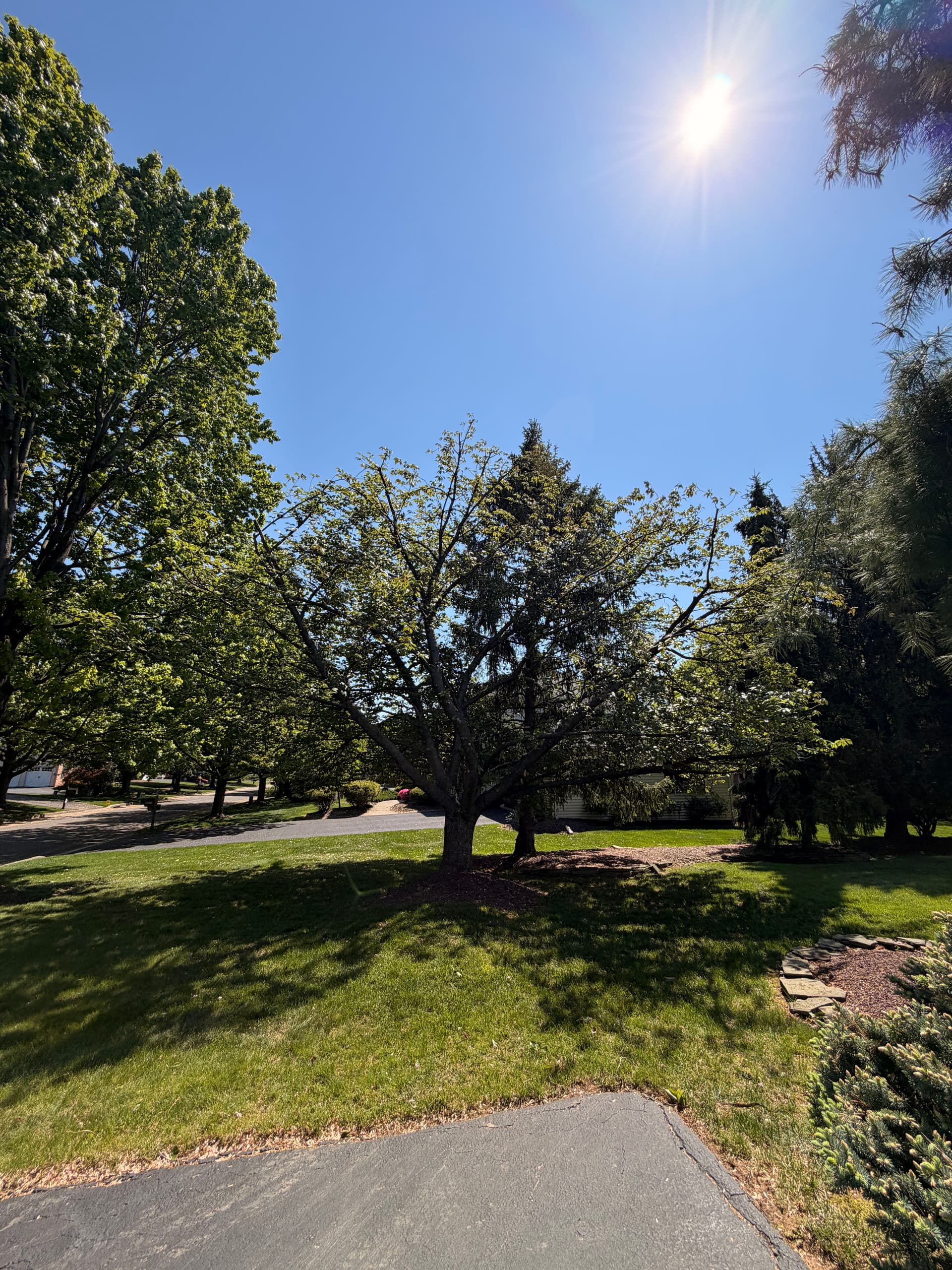 Cherry Tree Crown Reduction Done Right in Bethlehem image
