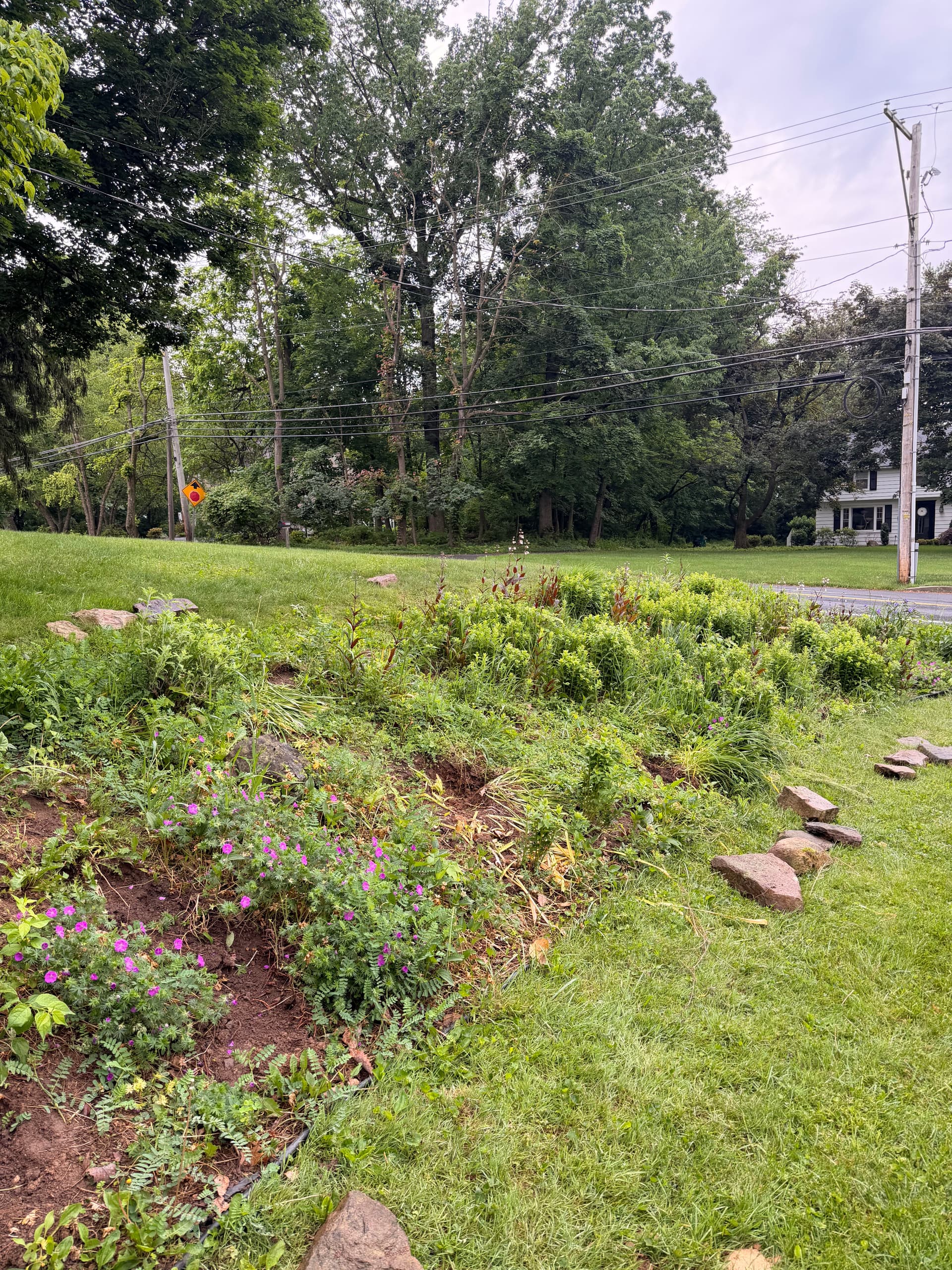 Gallery photos for Overgrown Hillside Beds Cleared and Reset with Low-Maintenance Softscaping: Image #7
