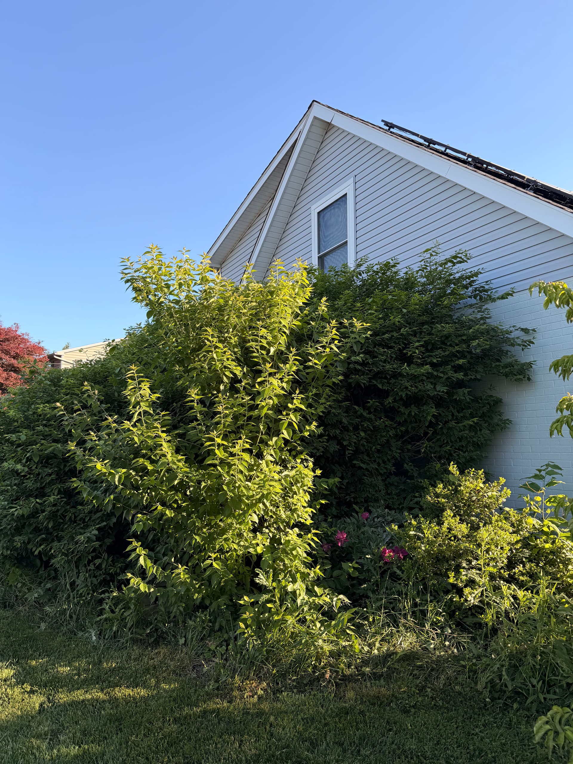 Gallery photos for Overgrown Beds Cleared and Replanted in Bethlehem PA: Image #6