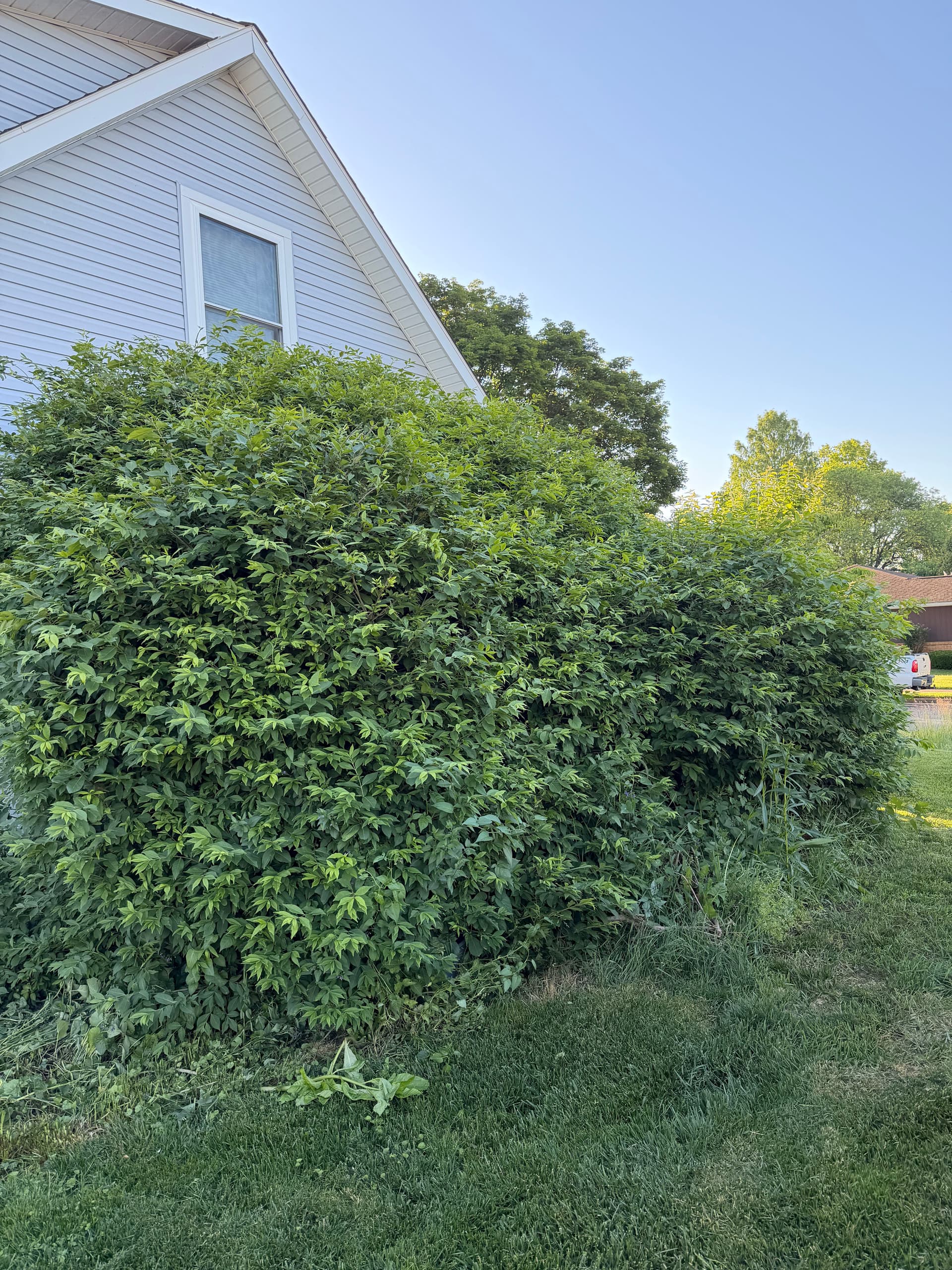 Gallery photos for Overgrown Beds Cleared and Replanted in Bethlehem PA: Image #8